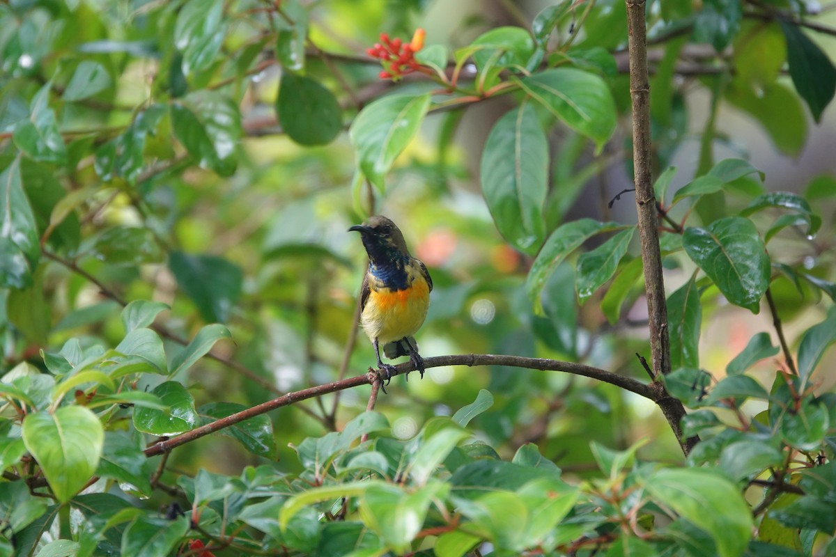Palawan Sunbird - ML646415828