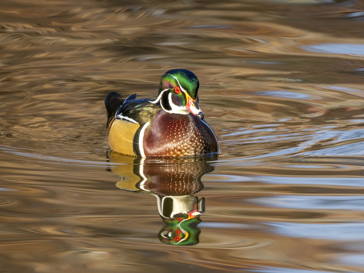 Wood Duck - ML646415830