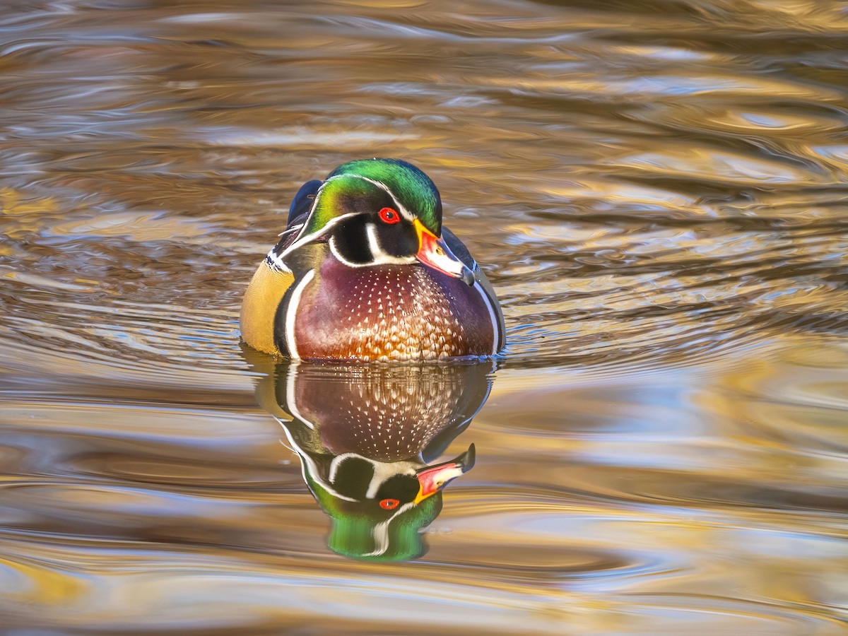 Wood Duck - ML646415831