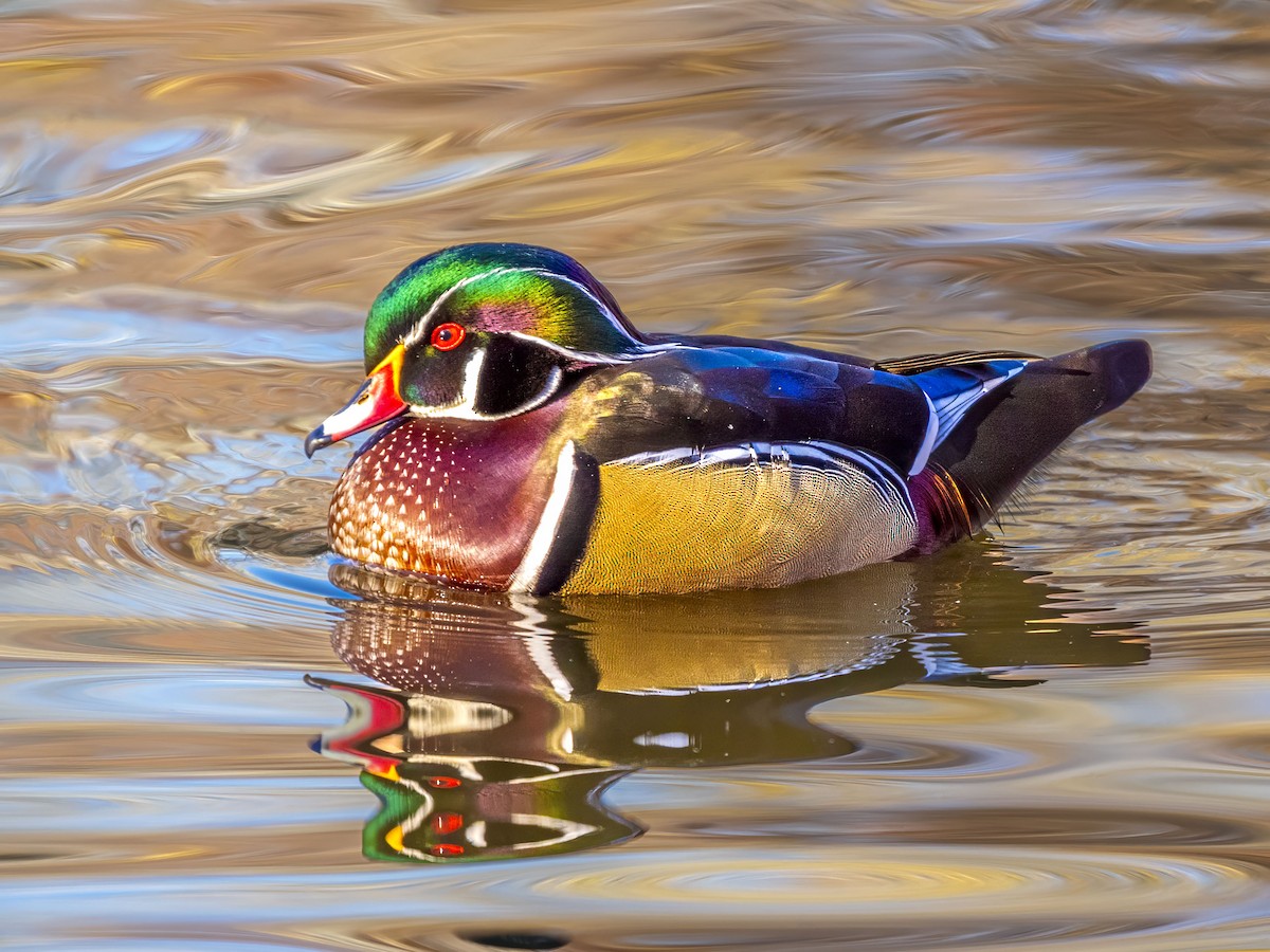 Wood Duck - ML646415832