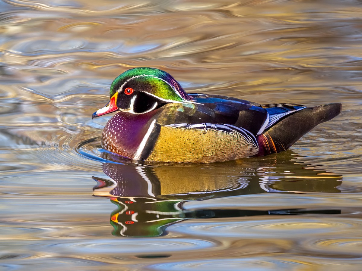 Wood Duck - ML646415833