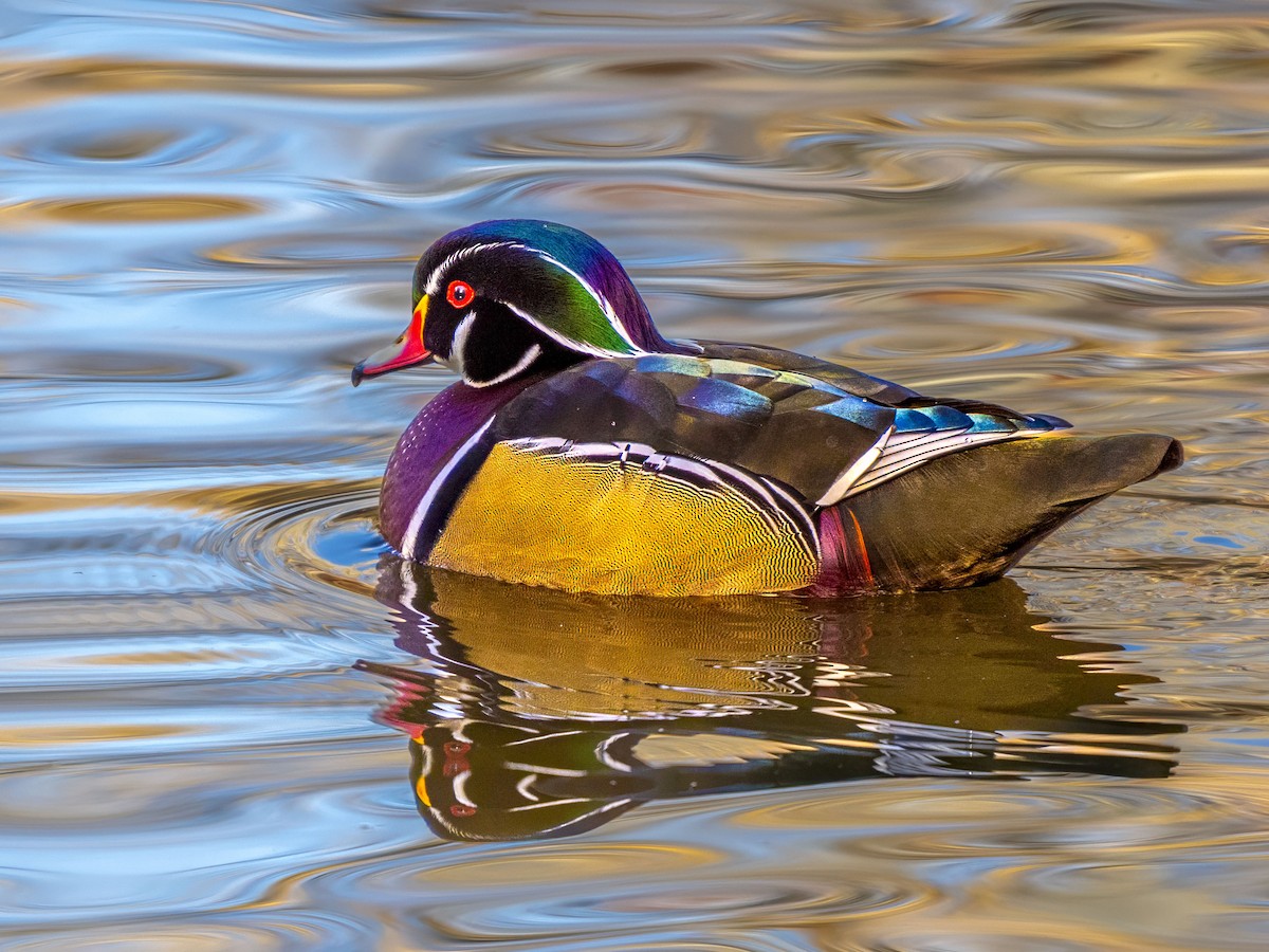 Wood Duck - ML646415834