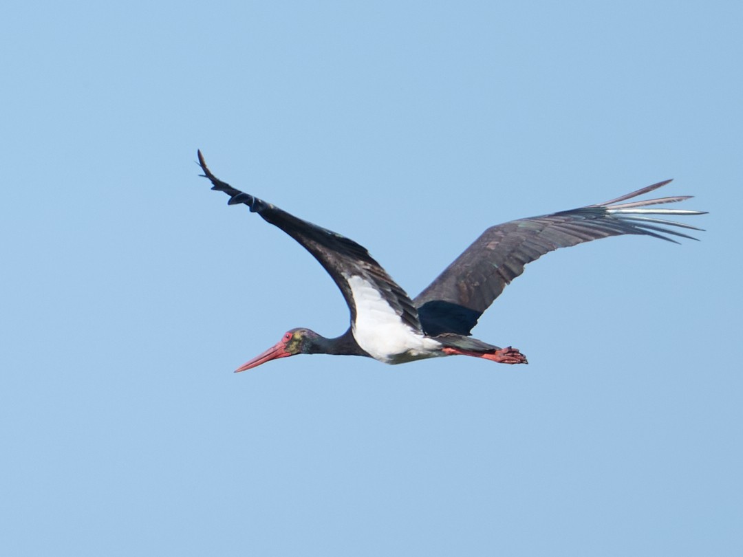 Black Stork - ML646415837