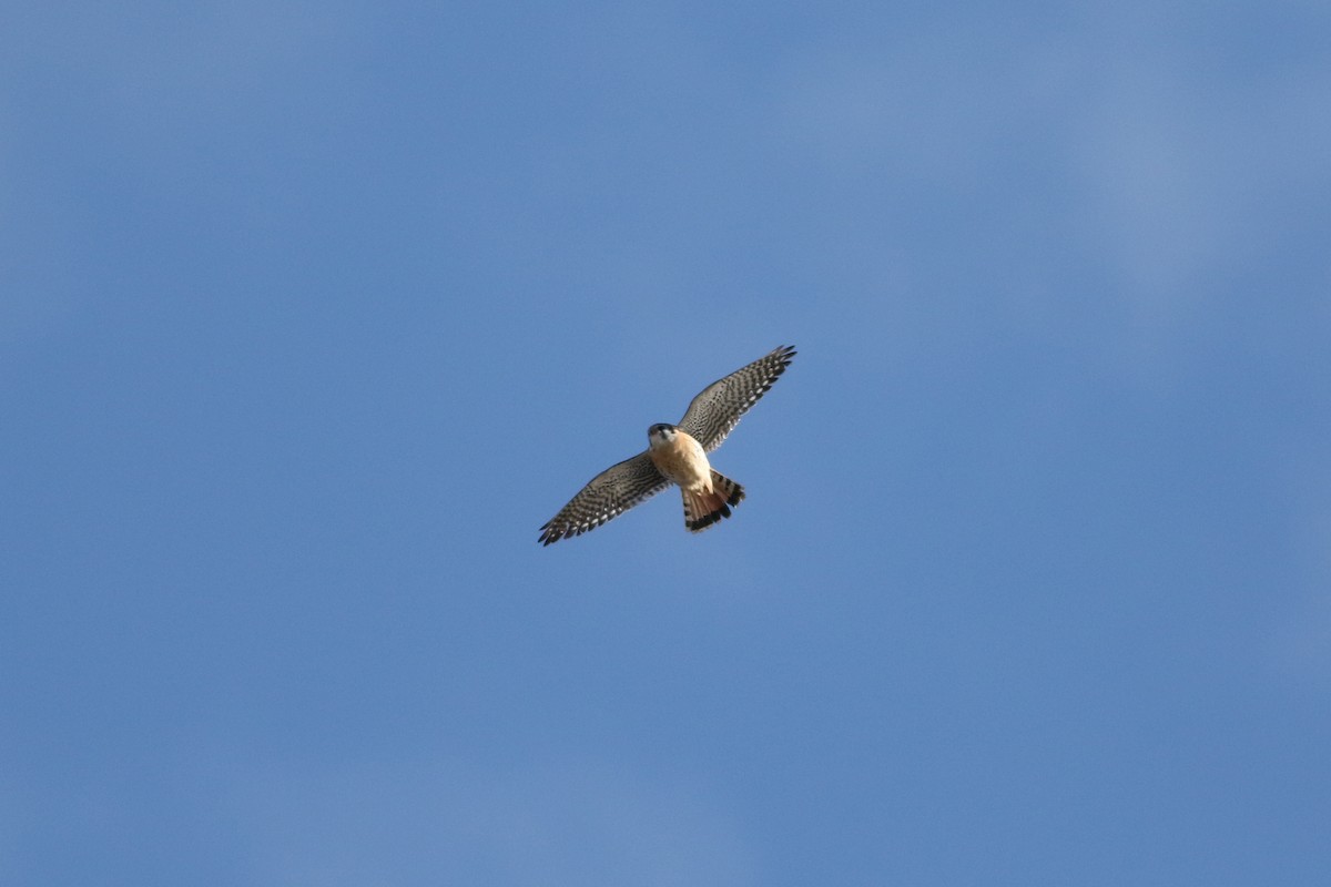 American Kestrel - ML646415839