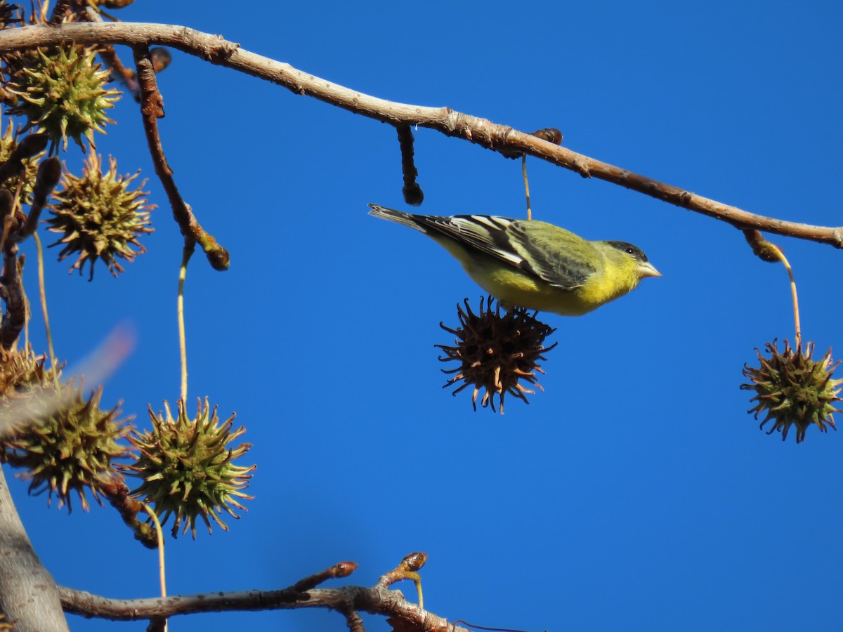 Lesser Goldfinch - ML646415840