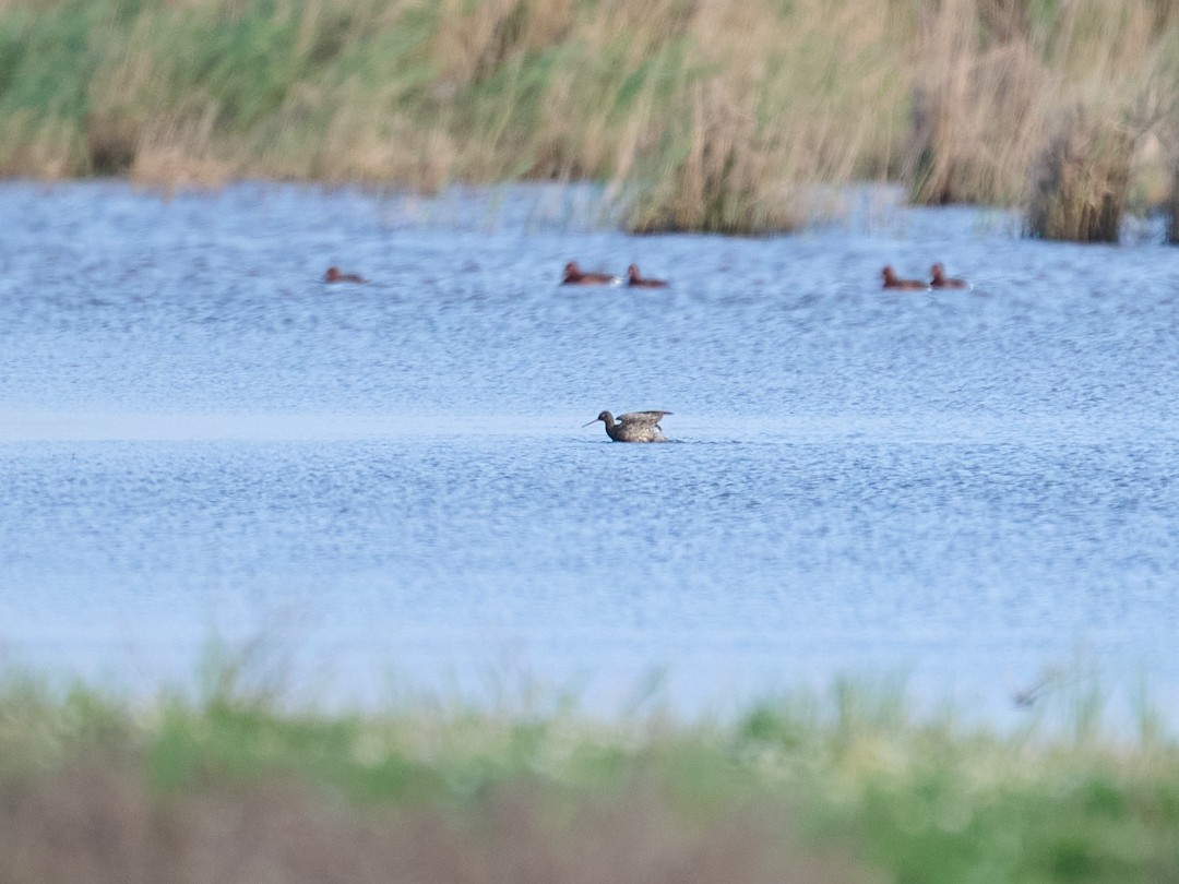 Spotted Redshank - ML646415842