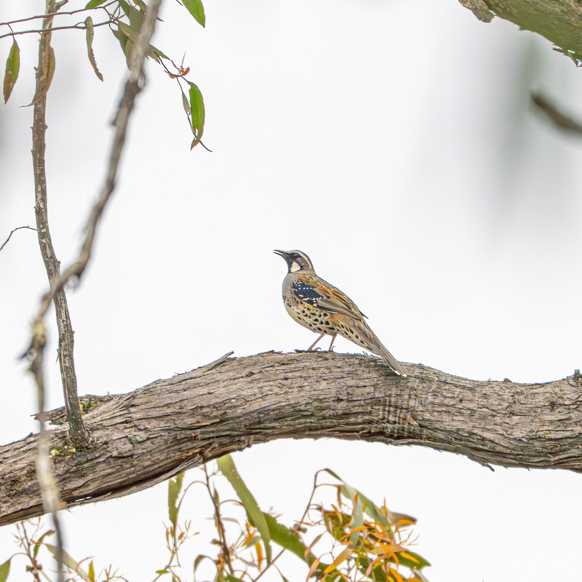 Spotted Quail-thrush - ML646415844