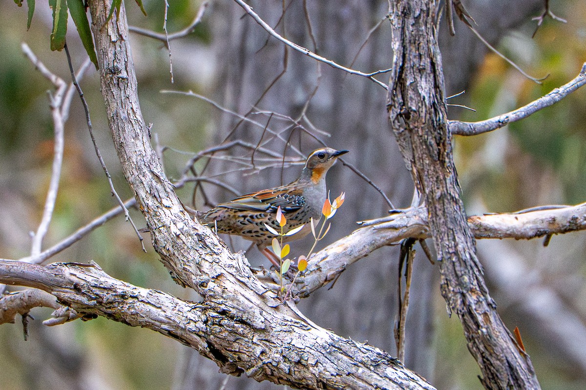 Spotted Quail-thrush - ML646415845