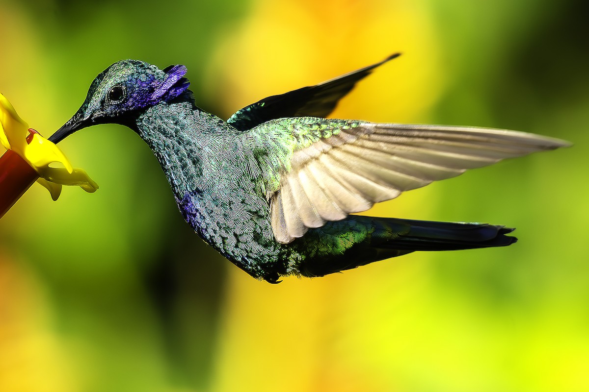 Sparkling Violetear - ML646415846