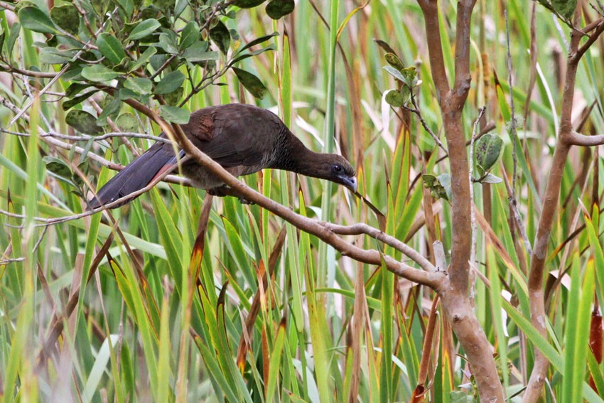 ウロコヒメシャクケイ - ML646415848