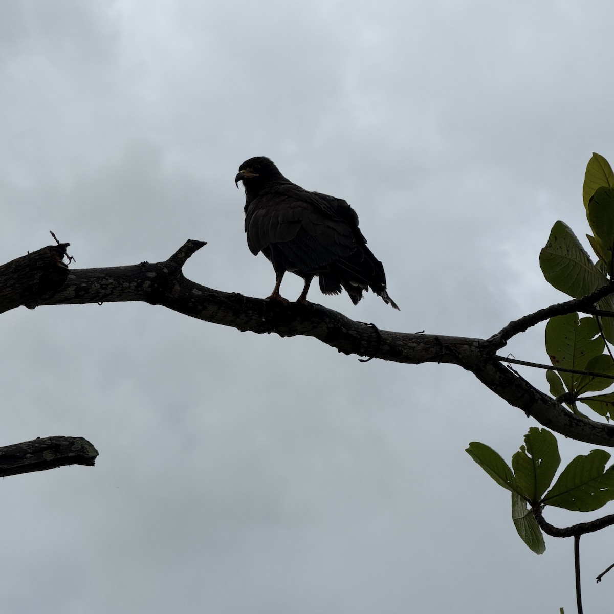 Salyangoz Çaylağı - ML646415849