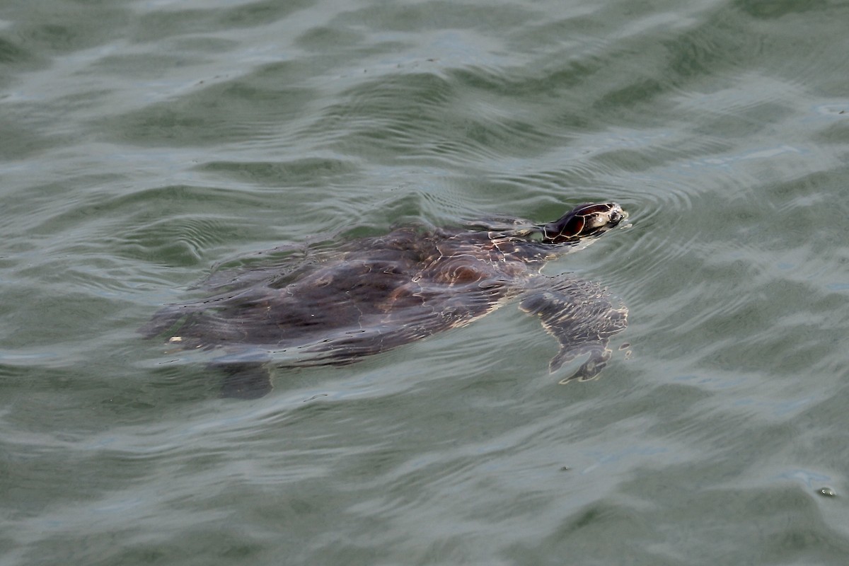 Green Sea Turtle - ML646415850