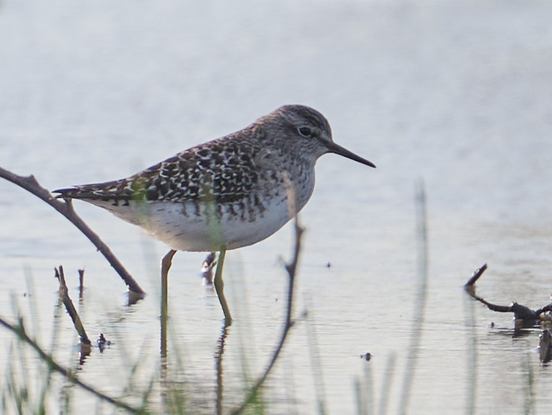 vodouš bahenní - ML646415851