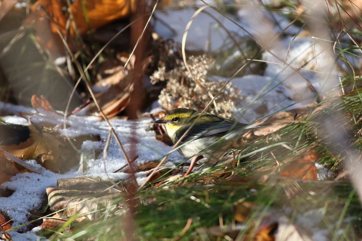 Townsend's Warbler - ML646415852
