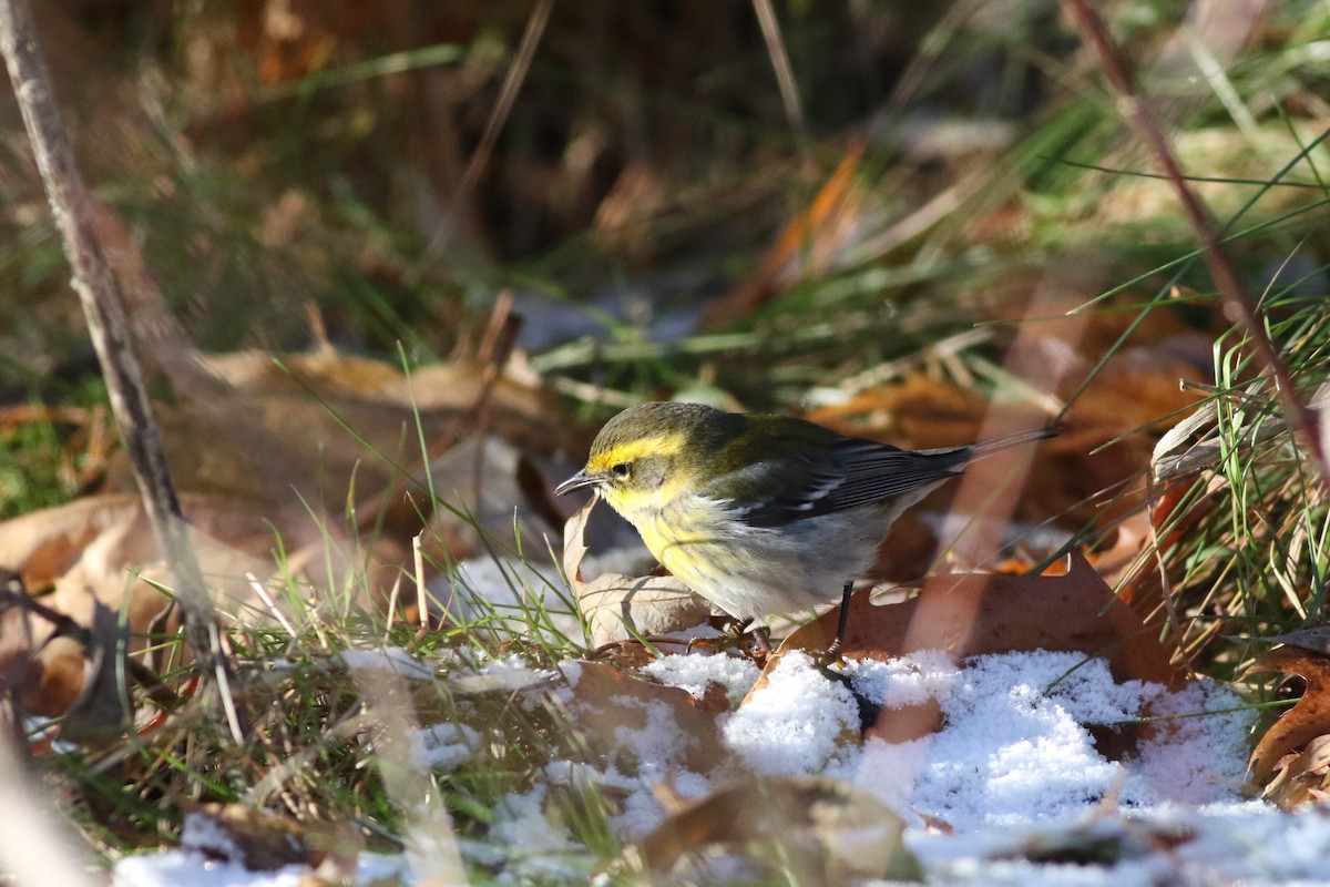 Townsend's Warbler - ML646415853