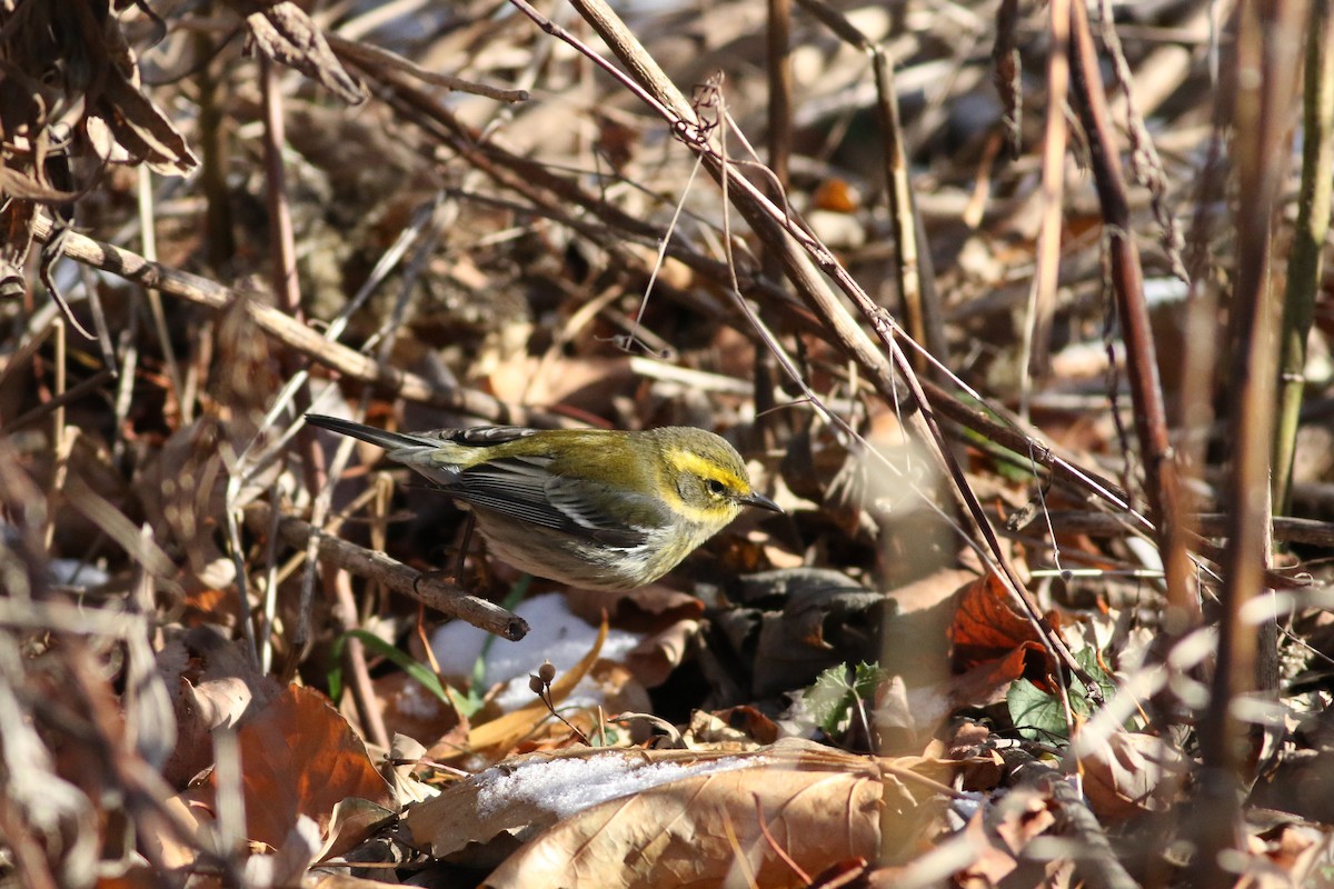 Townsend's Warbler - ML646415854
