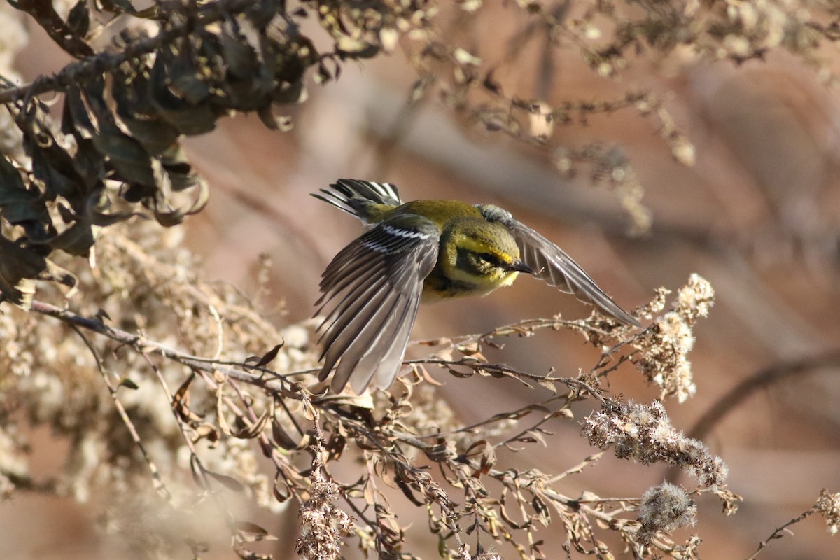 Townsend's Warbler - ML646415855