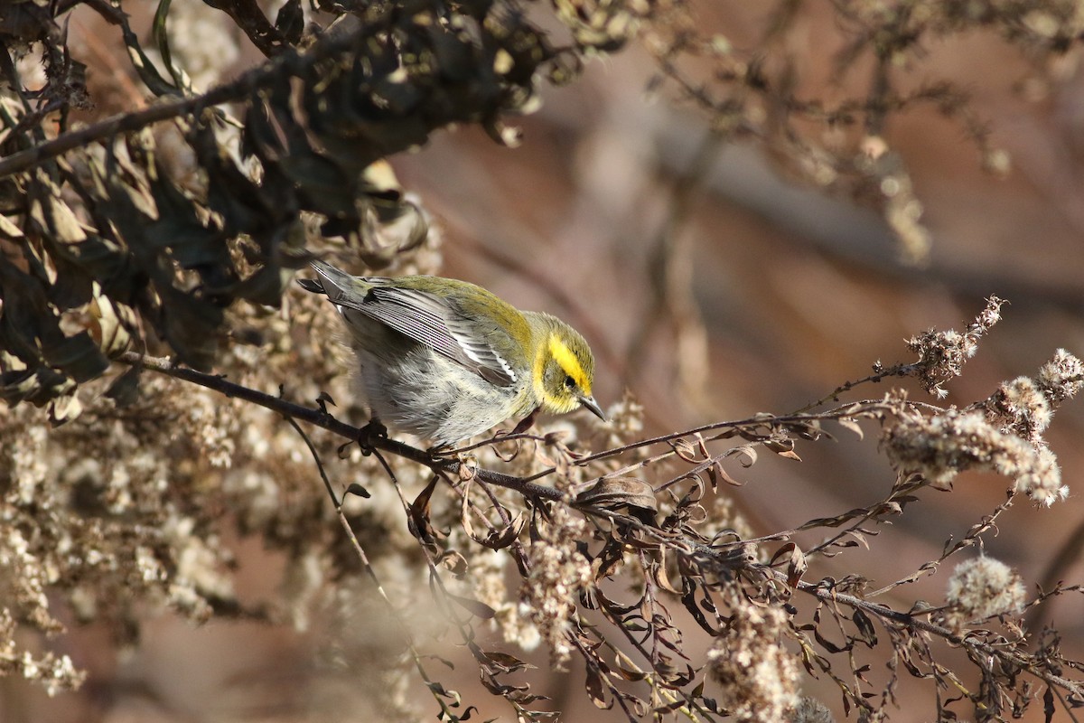 Townsend's Warbler - ML646415856