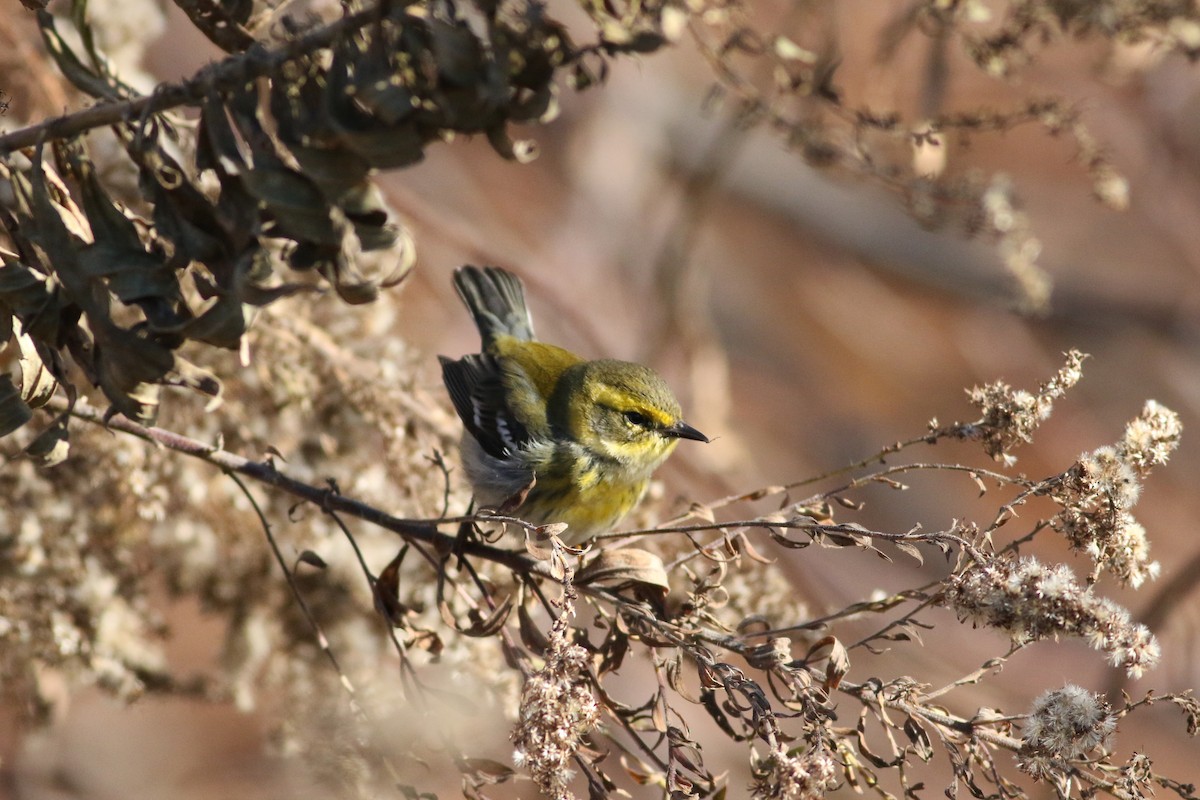 Townsend's Warbler - ML646415857