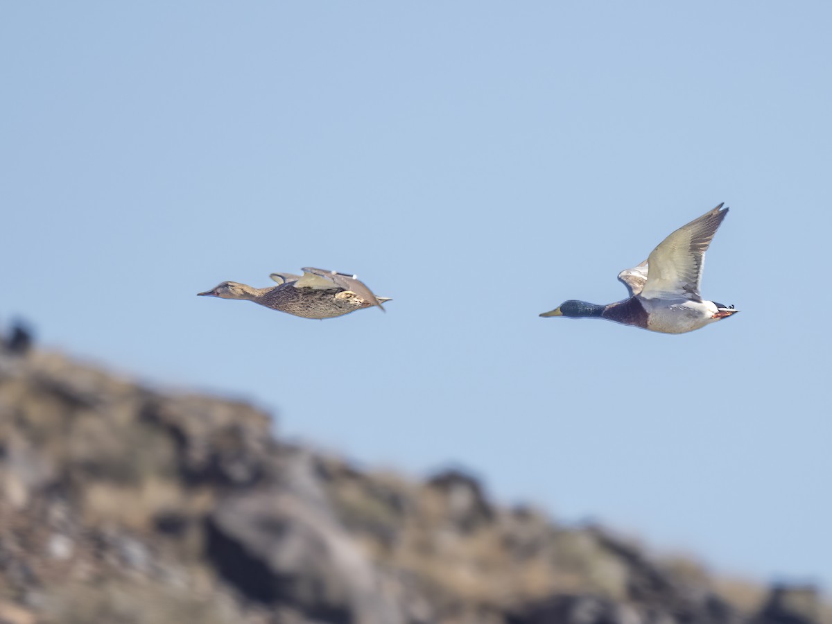 Mallard - ML646415858