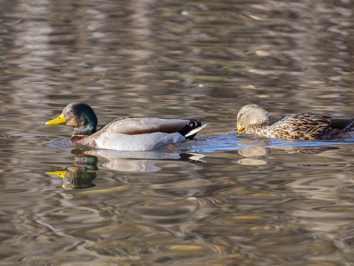 Mallard - ML646415859