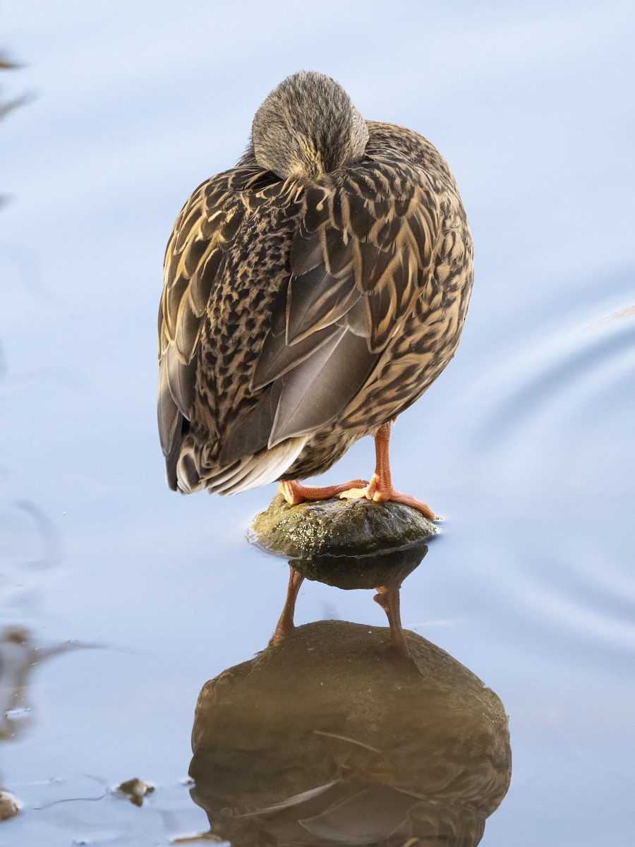 Mallard - ML646415860