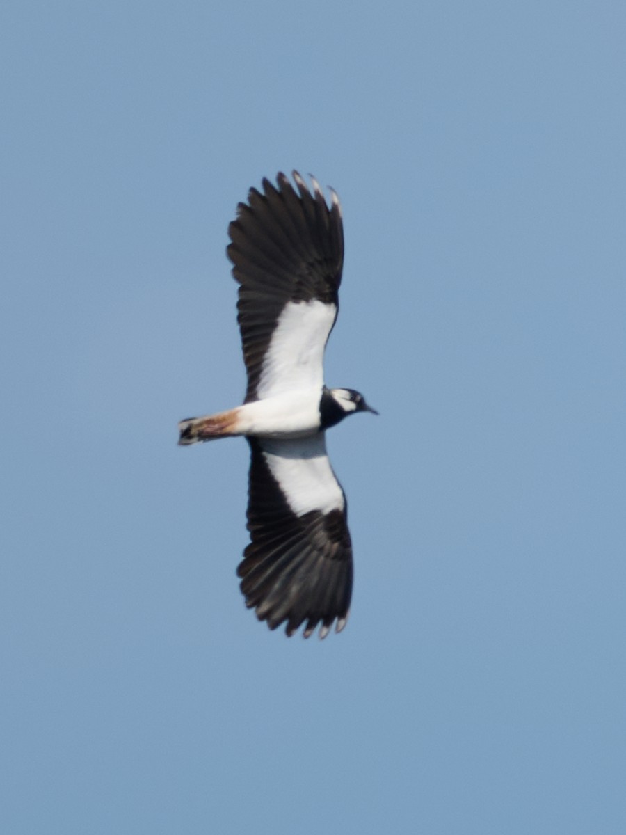 Northern Lapwing - ML646415864