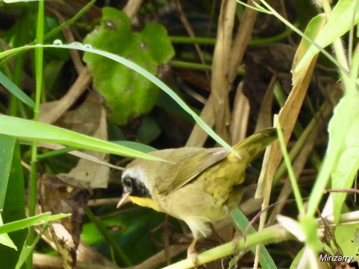 lesňáček žlutohrdlý - ML646415865