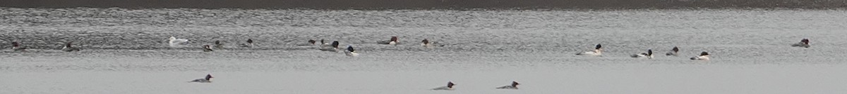 Common Merganser - ML646415866