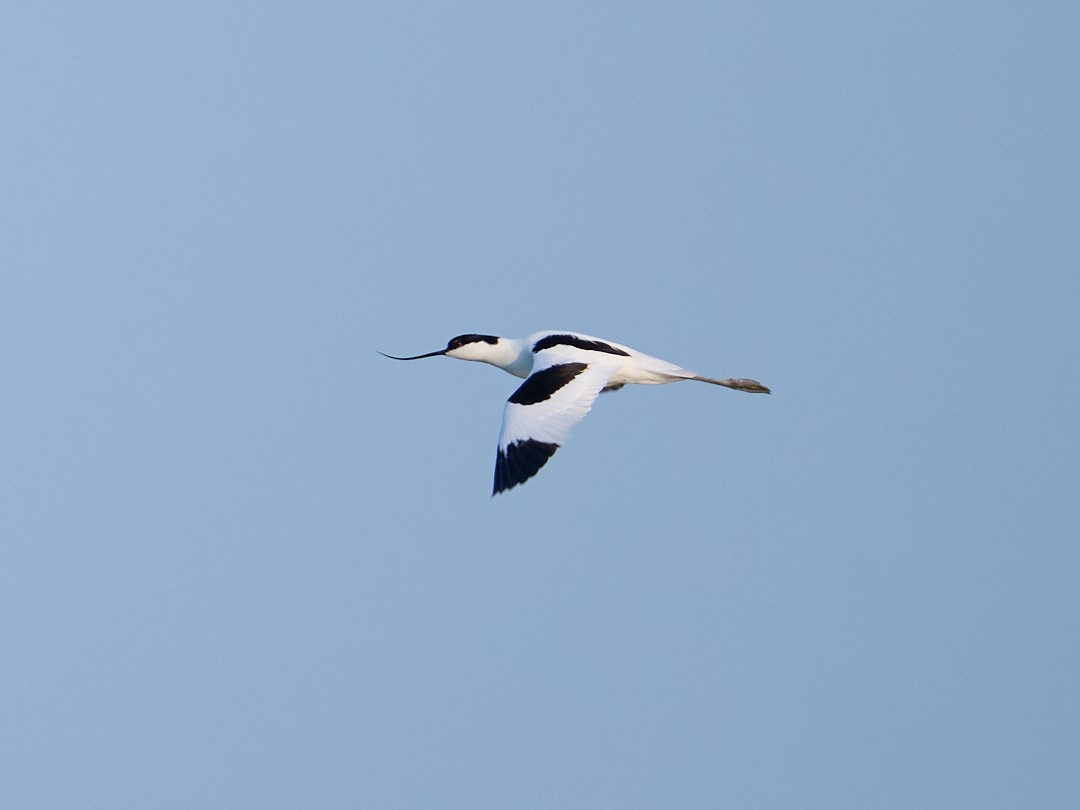 Pied Avocet - ML646415868