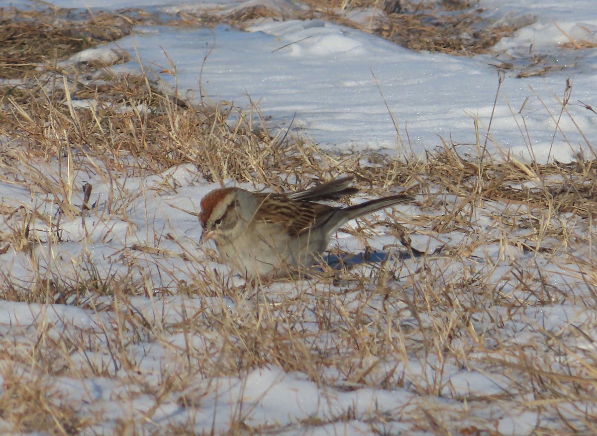 Chipping Sparrow - ML646415869