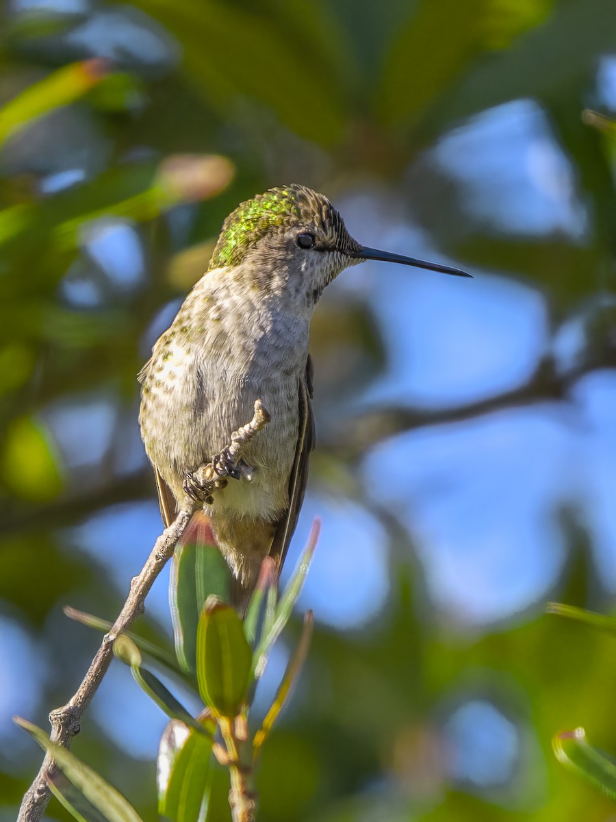 Anna's Hummingbird - ML646415873