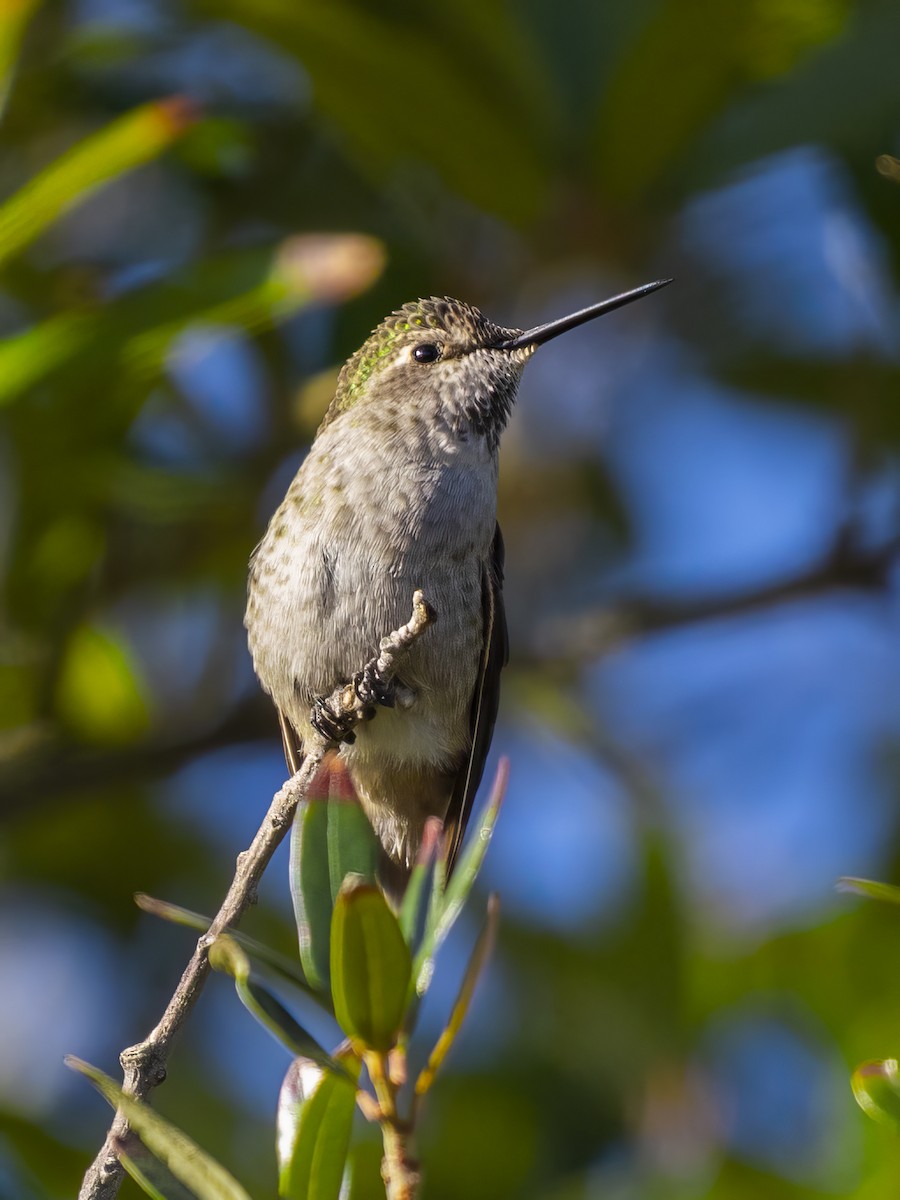 Anna's Hummingbird - ML646415875