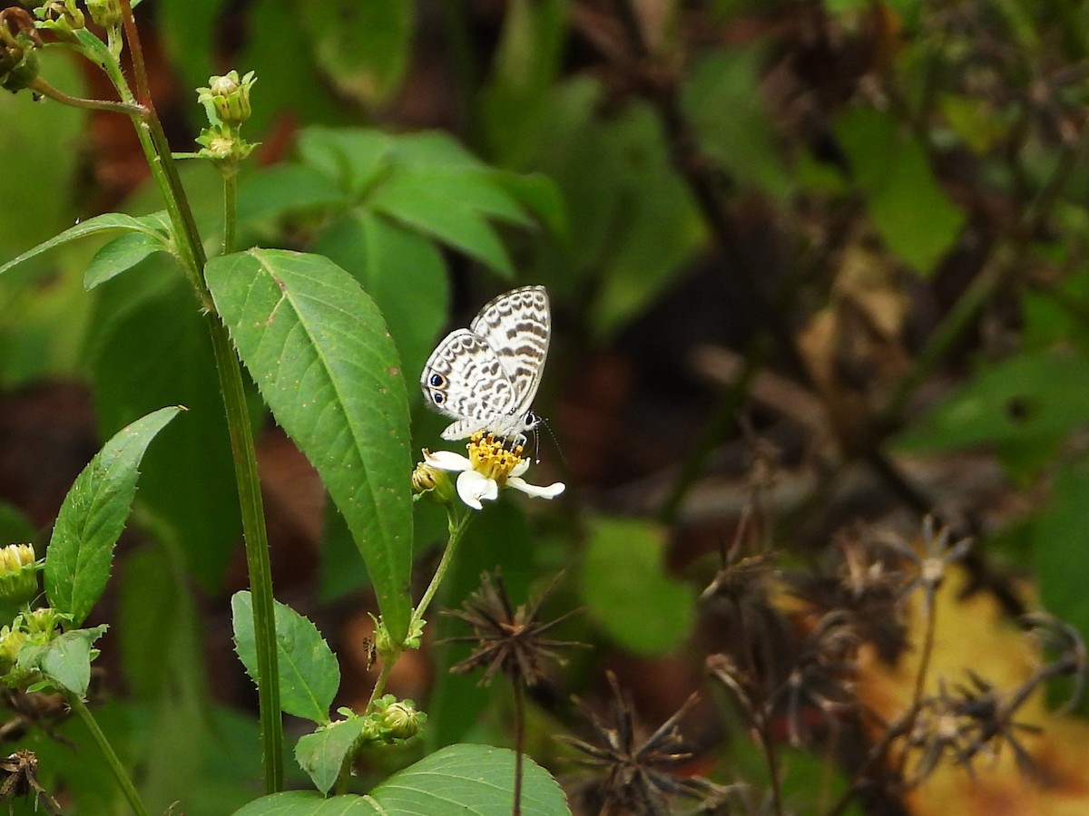 Animals - ML646415876