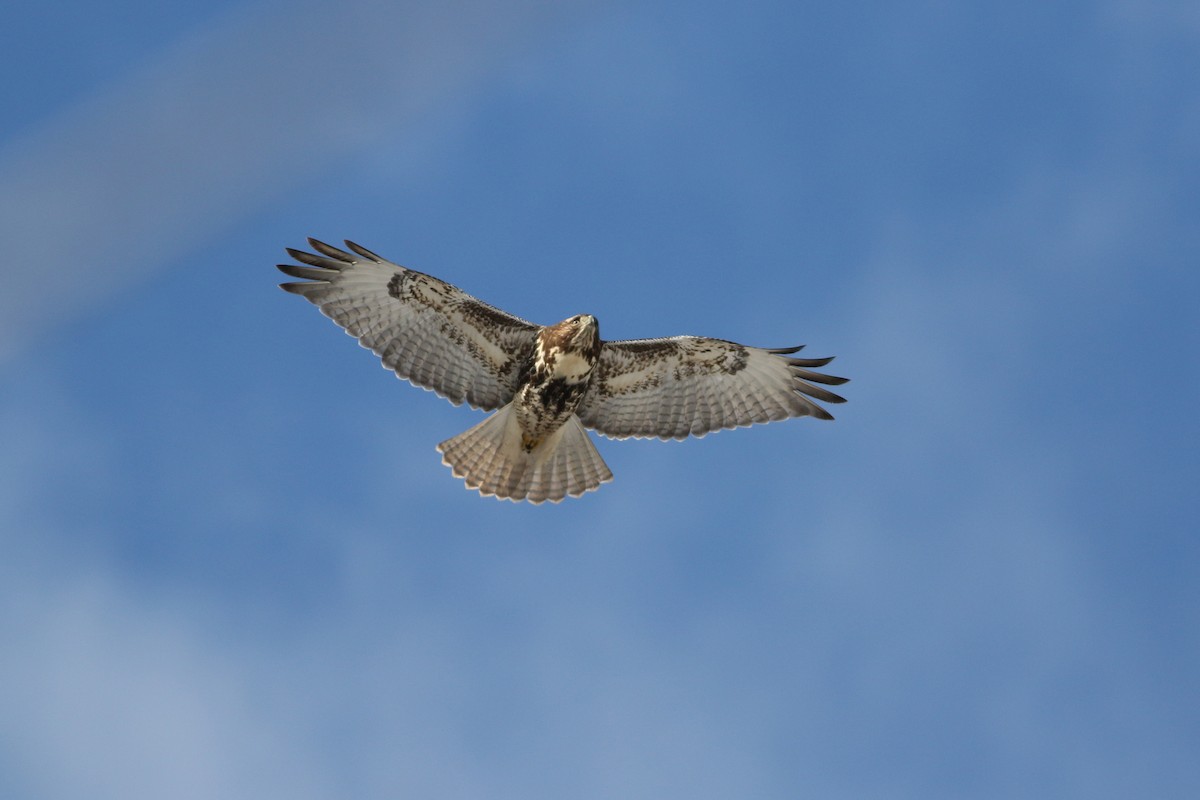 Red-tailed Hawk - ML646415878