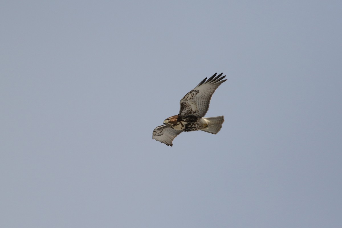 Red-tailed Hawk - ML646415879