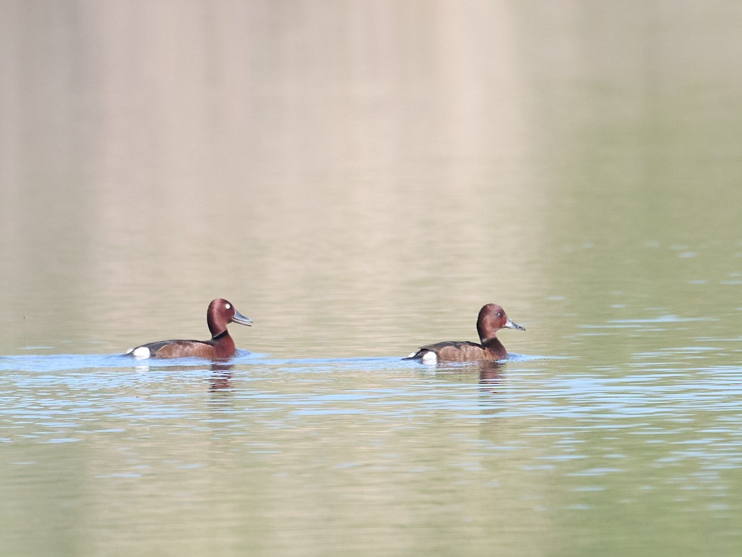 Ferruginous Duck - ML646415880