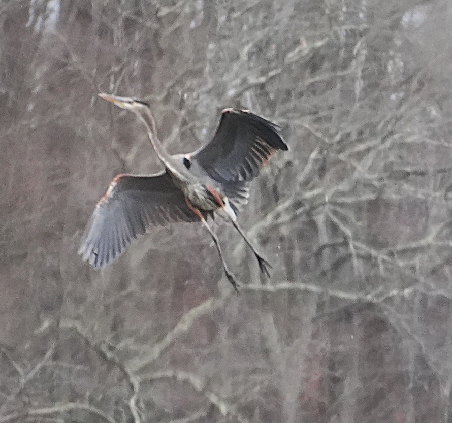 Great Blue Heron - ML646415882