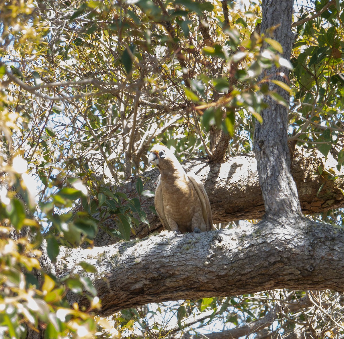 Western Corella - ML646415883