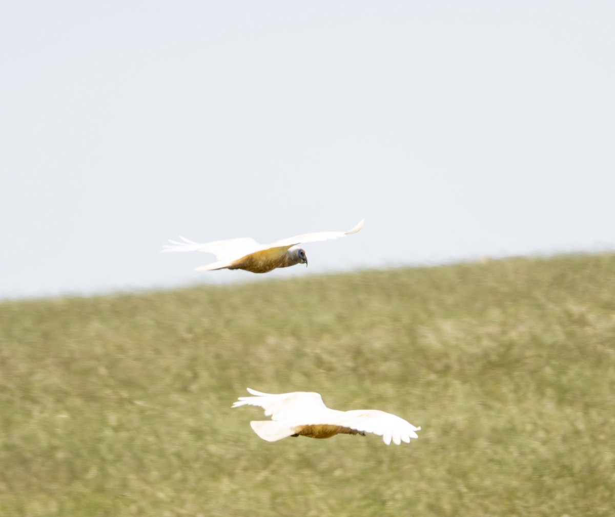 Western Corella - ML646415884