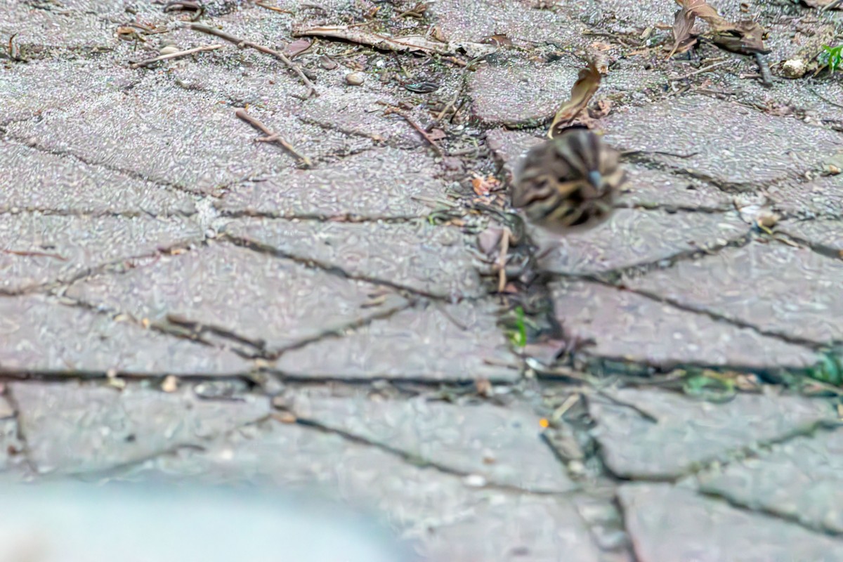 Song Sparrow - ML646415886