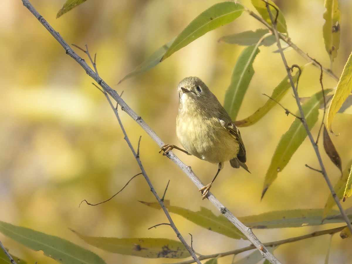 králíček americký - ML646415892