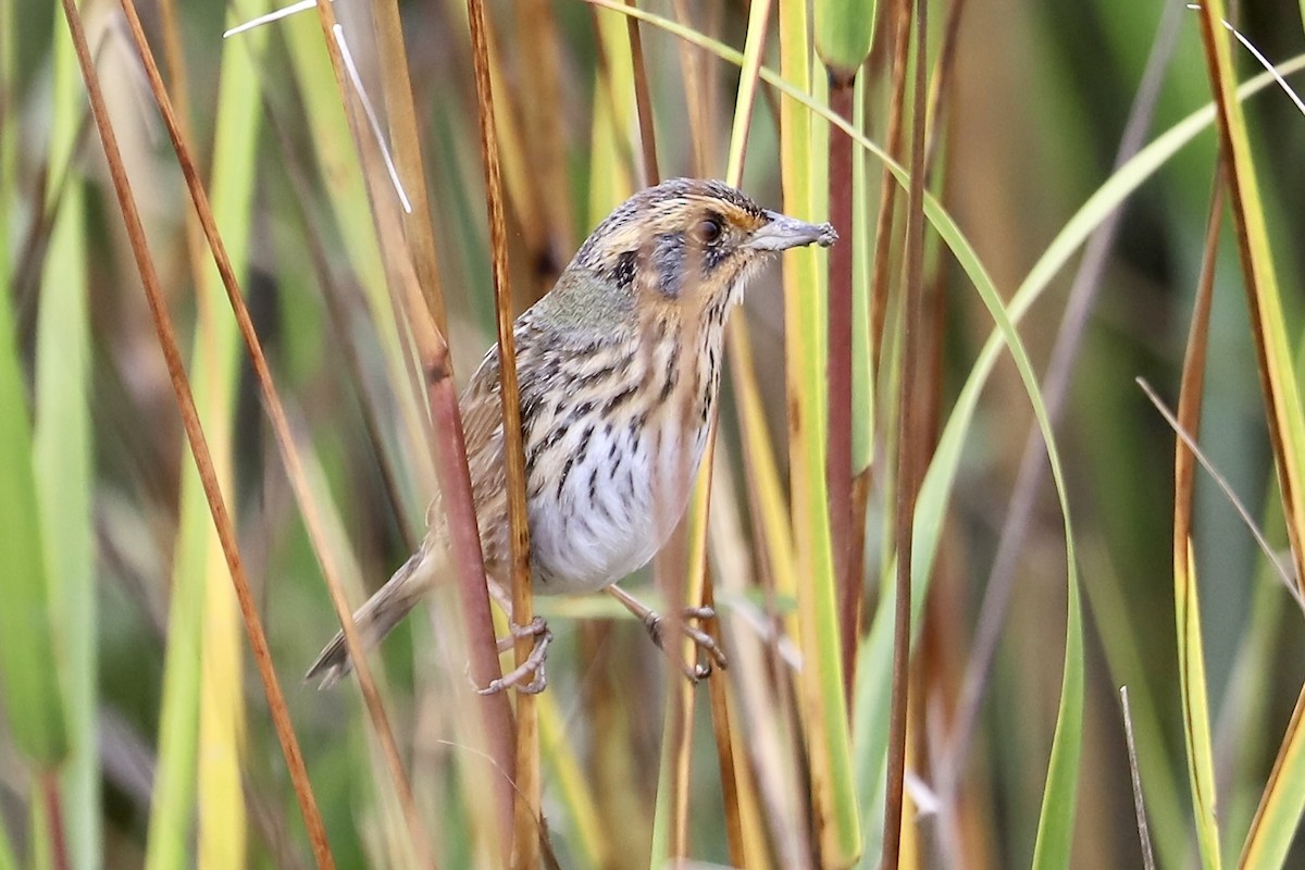 Saltmarsh Sparrow - ML646415893