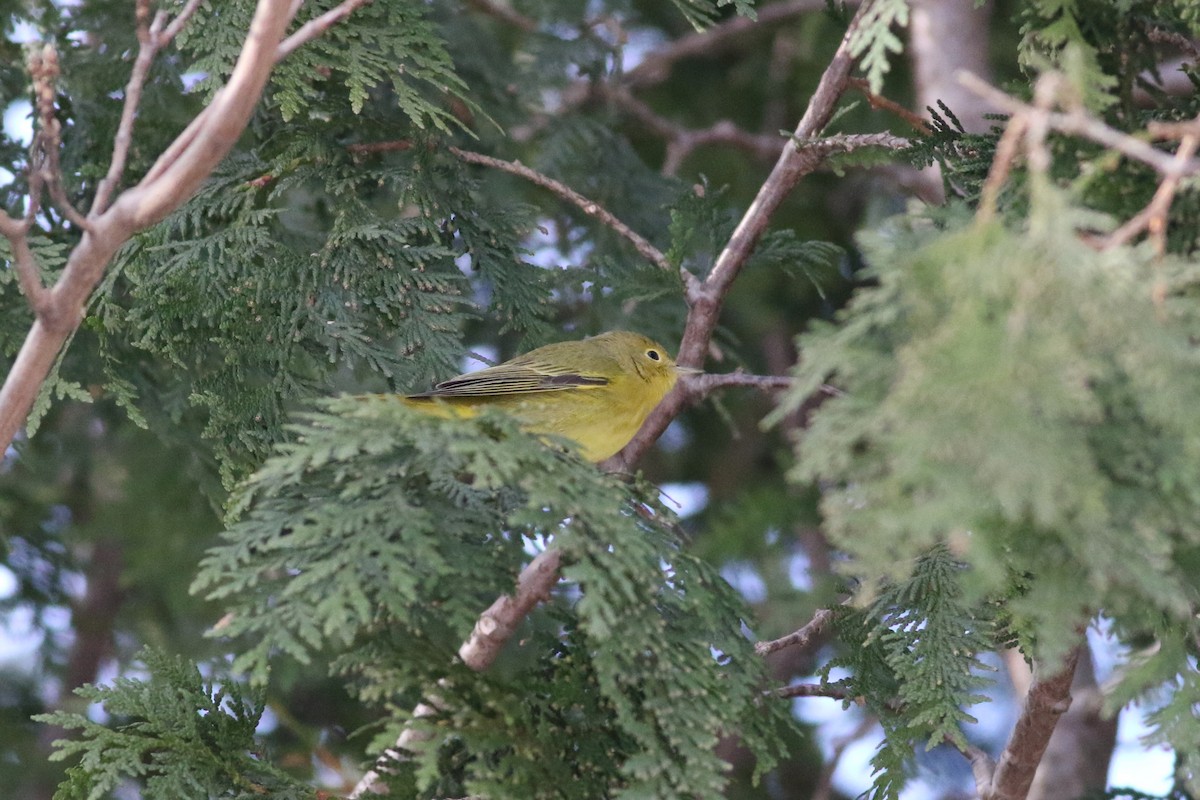 Northern Yellow Warbler - ML646415894