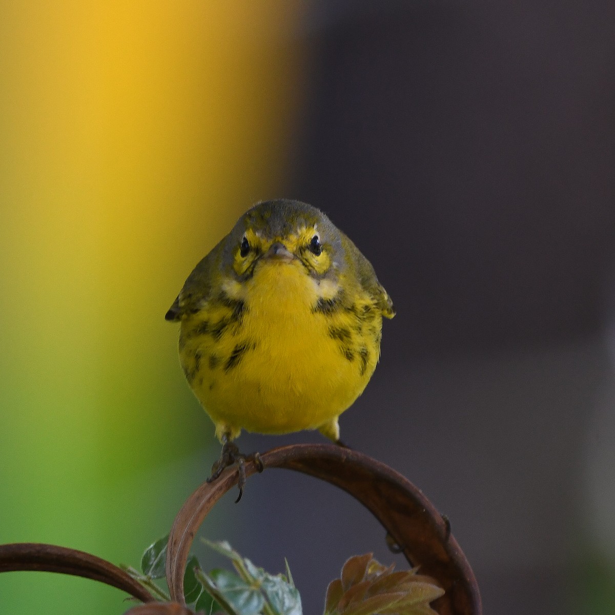 Prairie Warbler - ML646415900