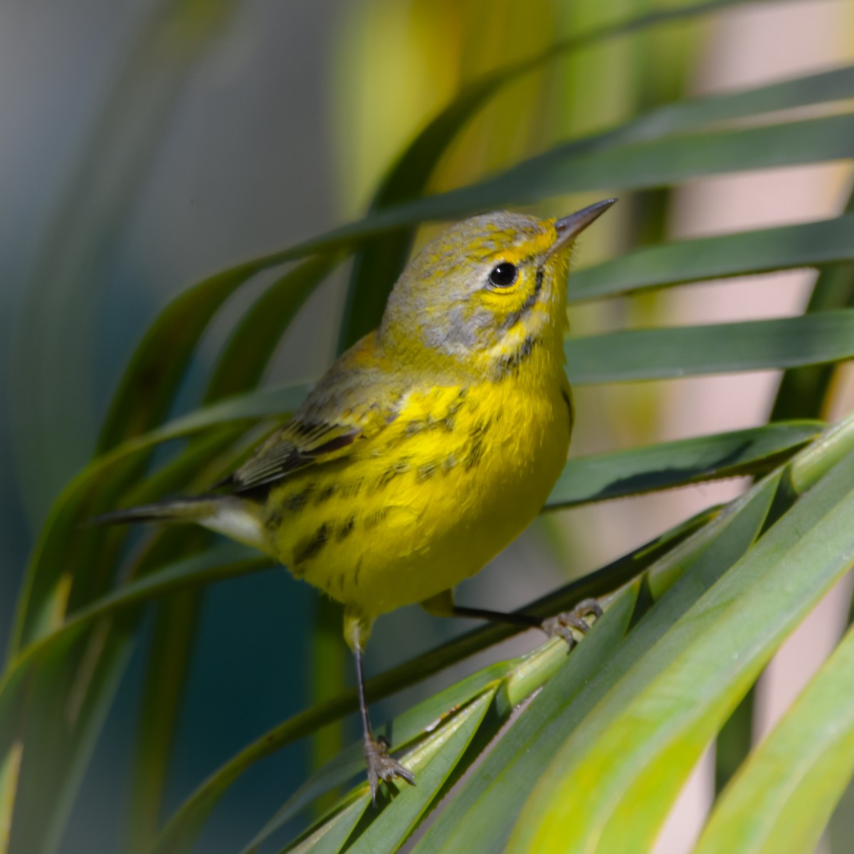 Prairie Warbler - ML646415901