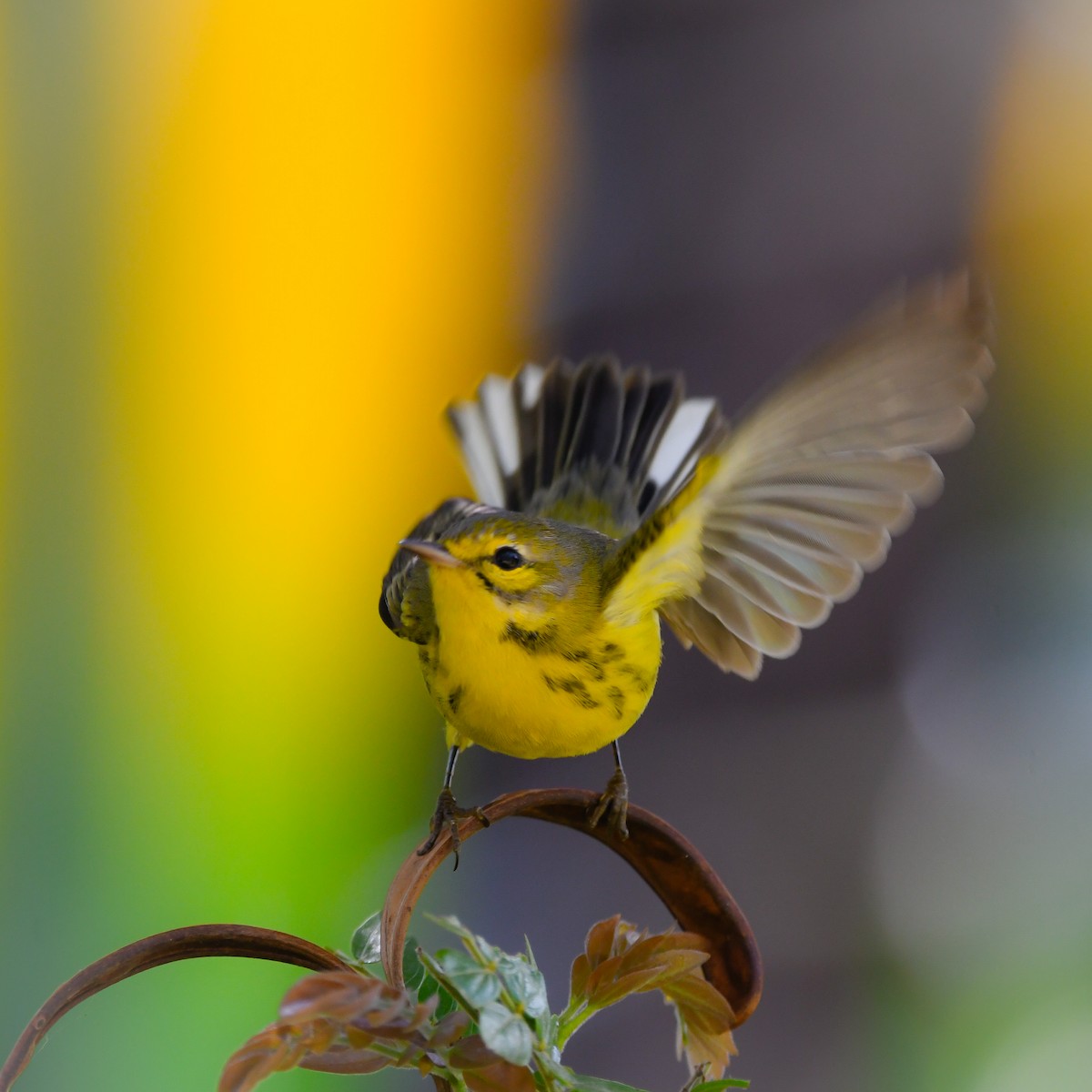 Prairie Warbler - ML646415902