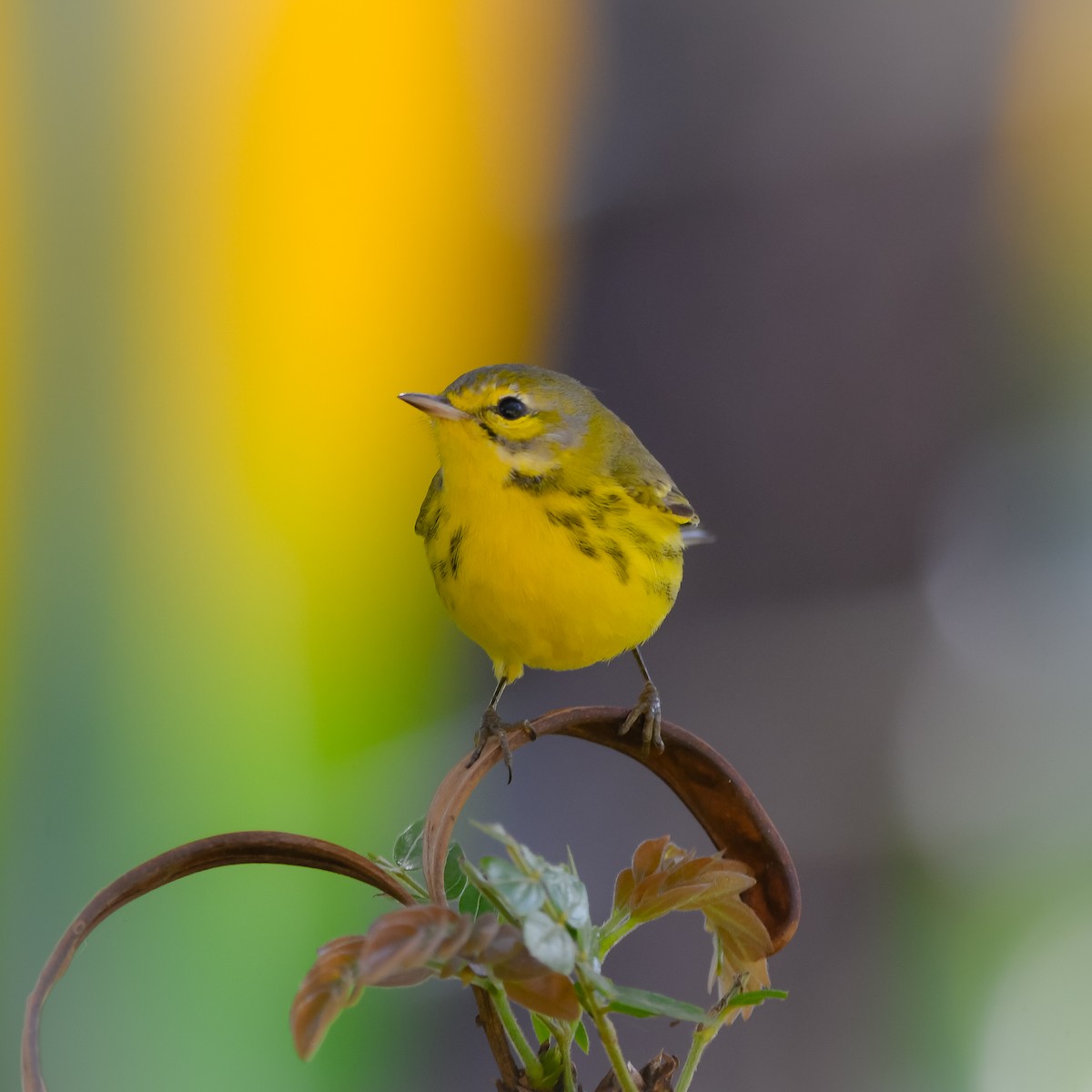 Prairie Warbler - ML646415903