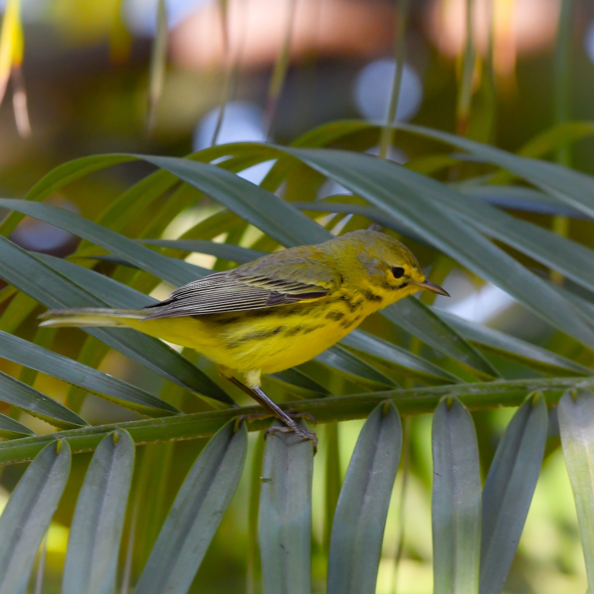 Prairie Warbler - ML646415904