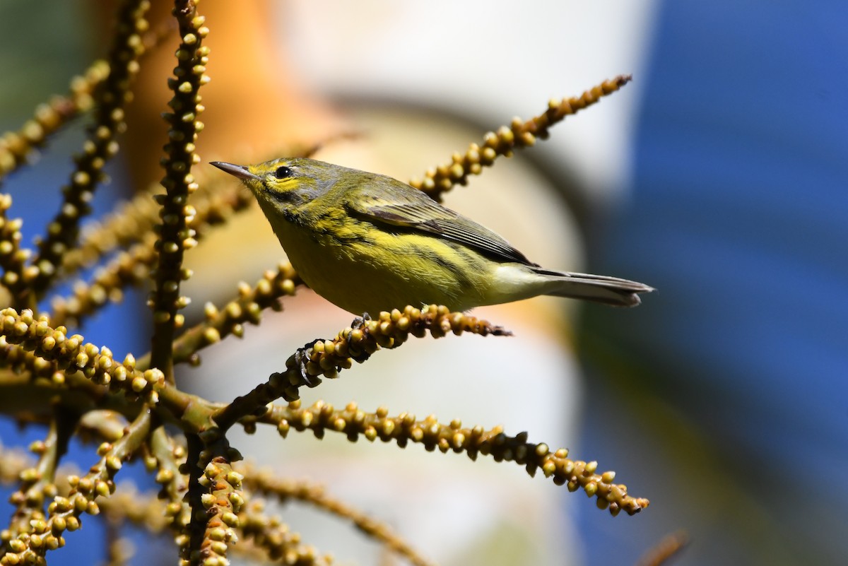 Prairie Warbler - ML646415906